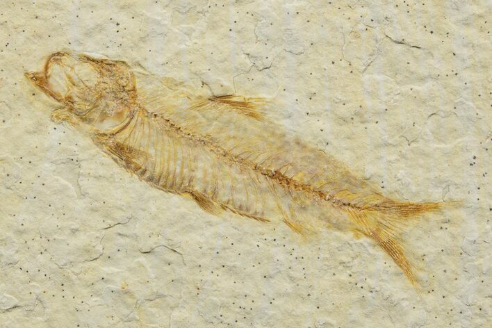 Detailed Fossil Fish (Knightia) - Wyoming #340789